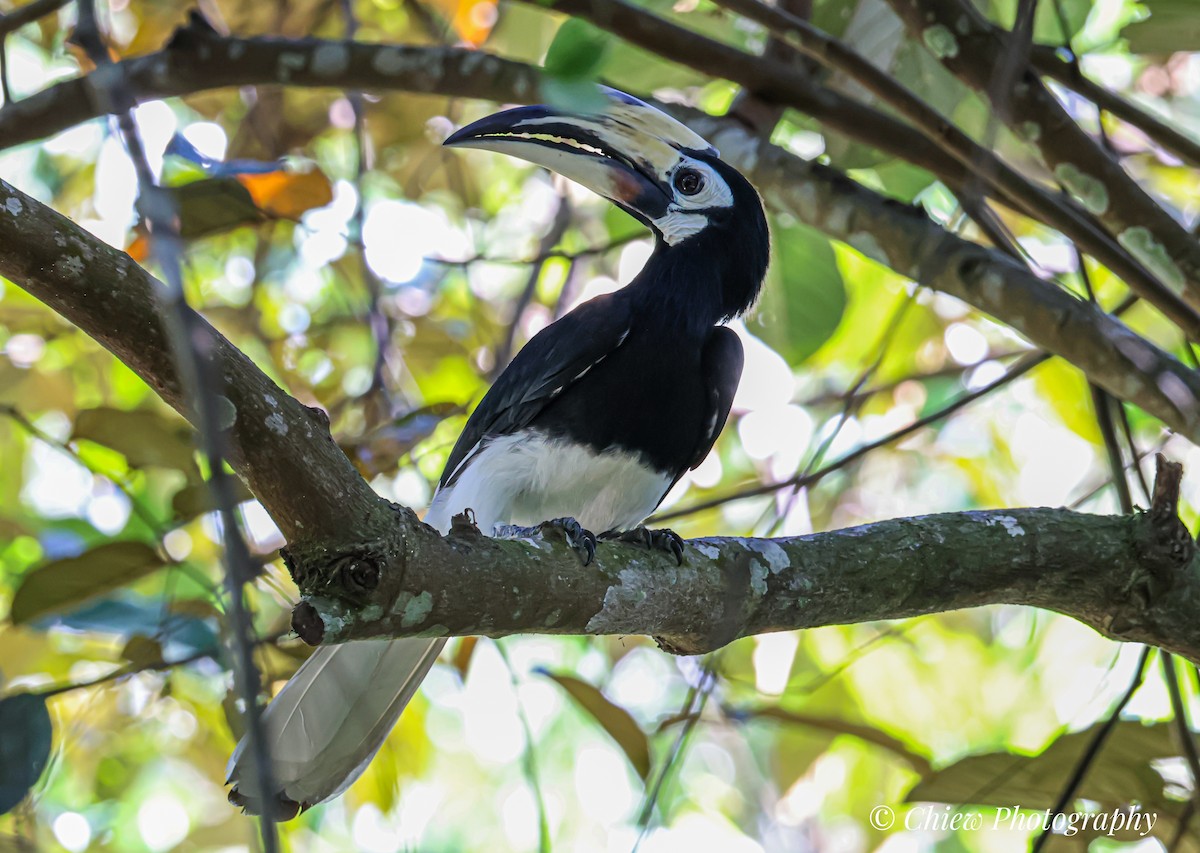Oriental Pied-Hornbill - ML638169850