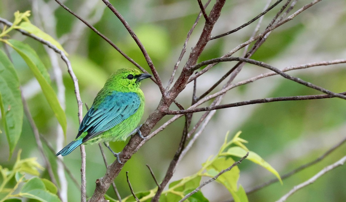 Dotted Tanager - ML638169851