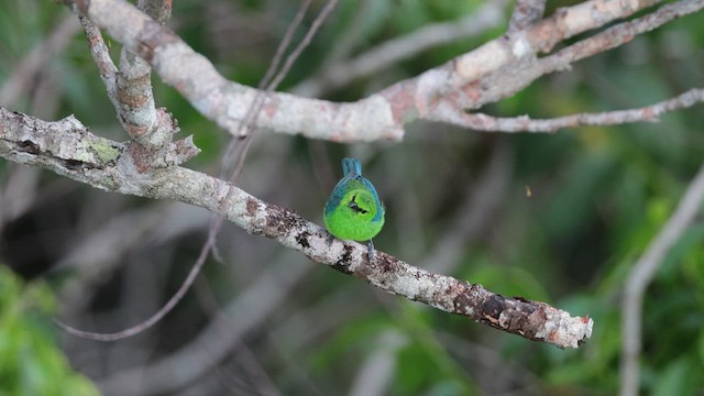 Dotted Tanager - ML638169852