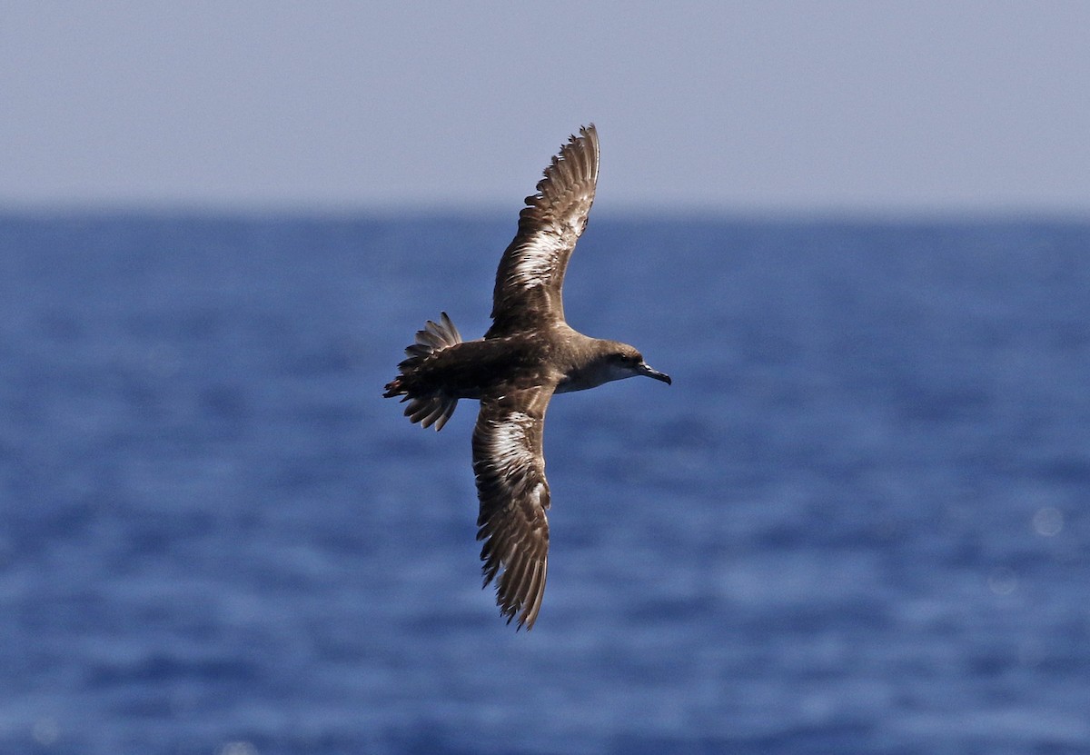 Balearic Shearwater - ML638169870