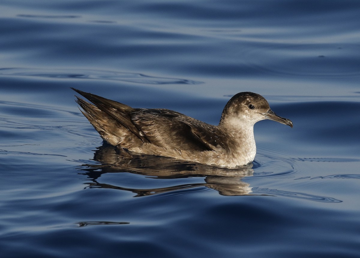 Balearic Shearwater - ML638169871