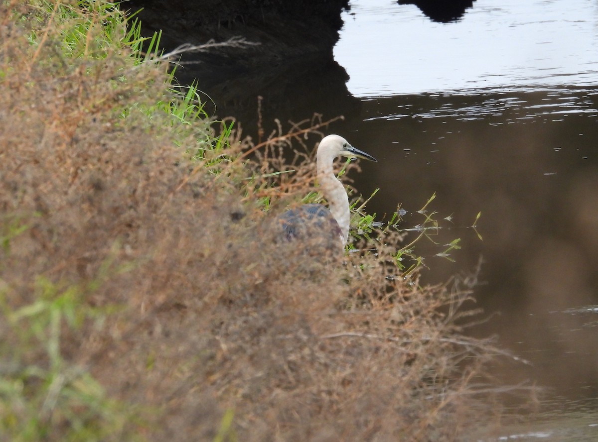 Pacific Heron - ML638169872