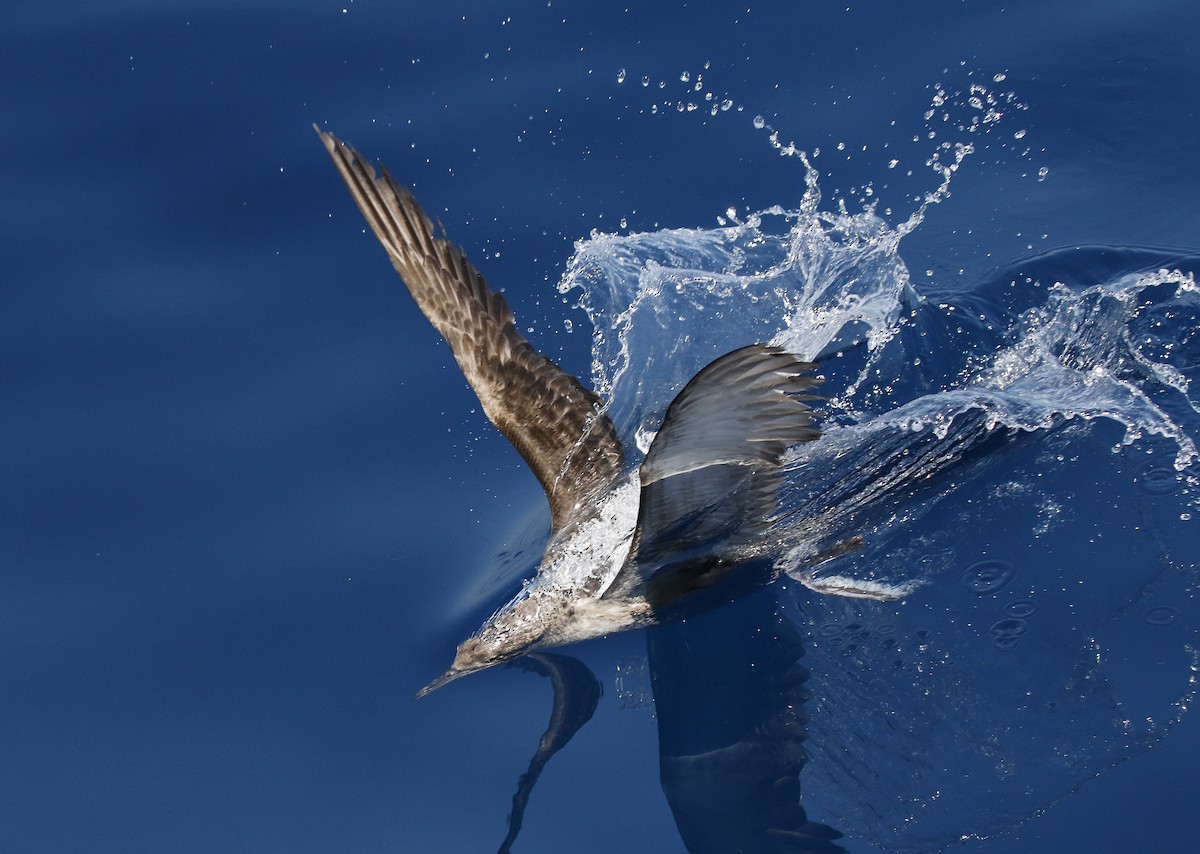 Balearic Shearwater - ML638169874