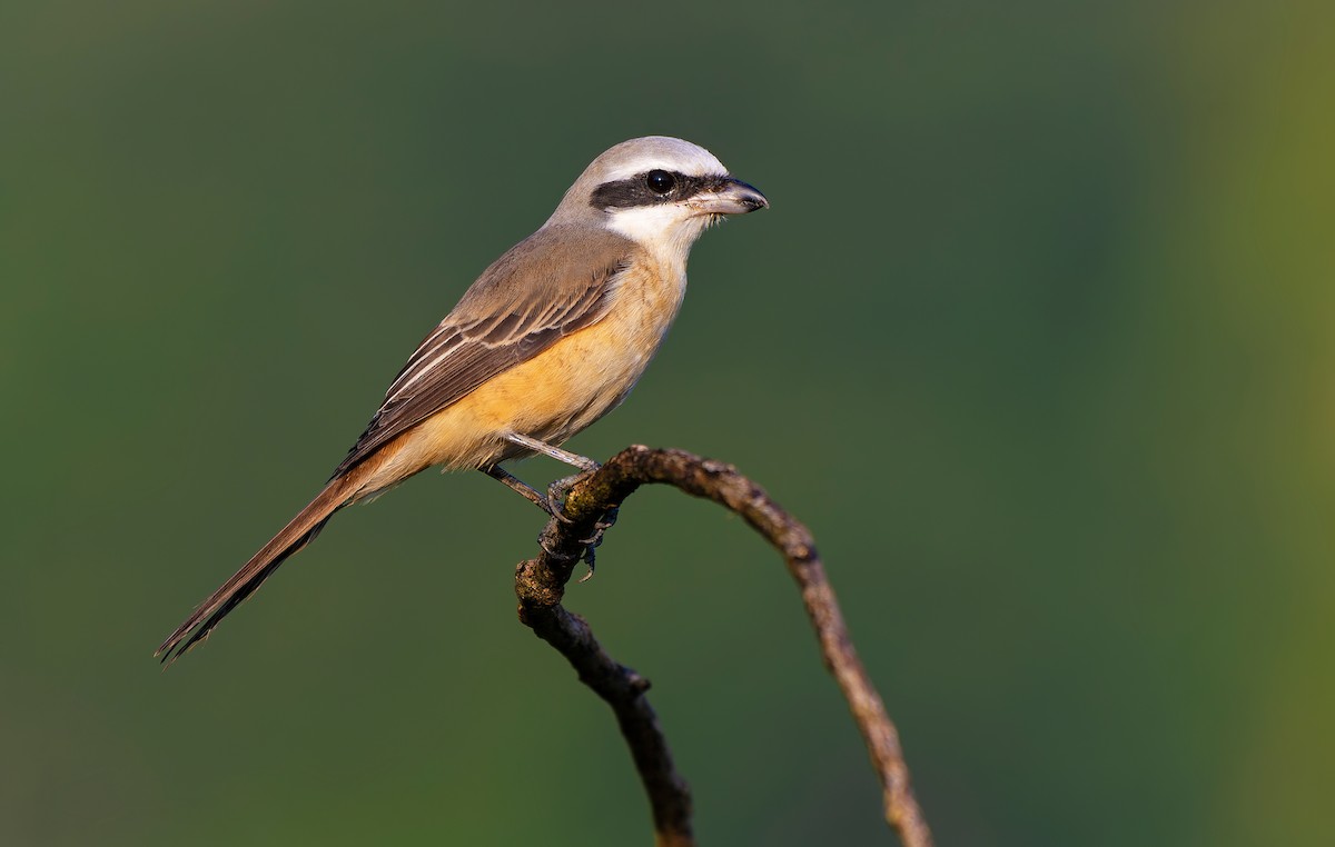 Brown Shrike - ML638169875