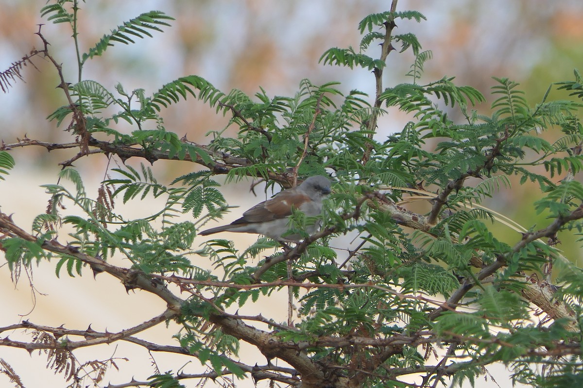 Northern Gray-headed Sparrow - ML638169879