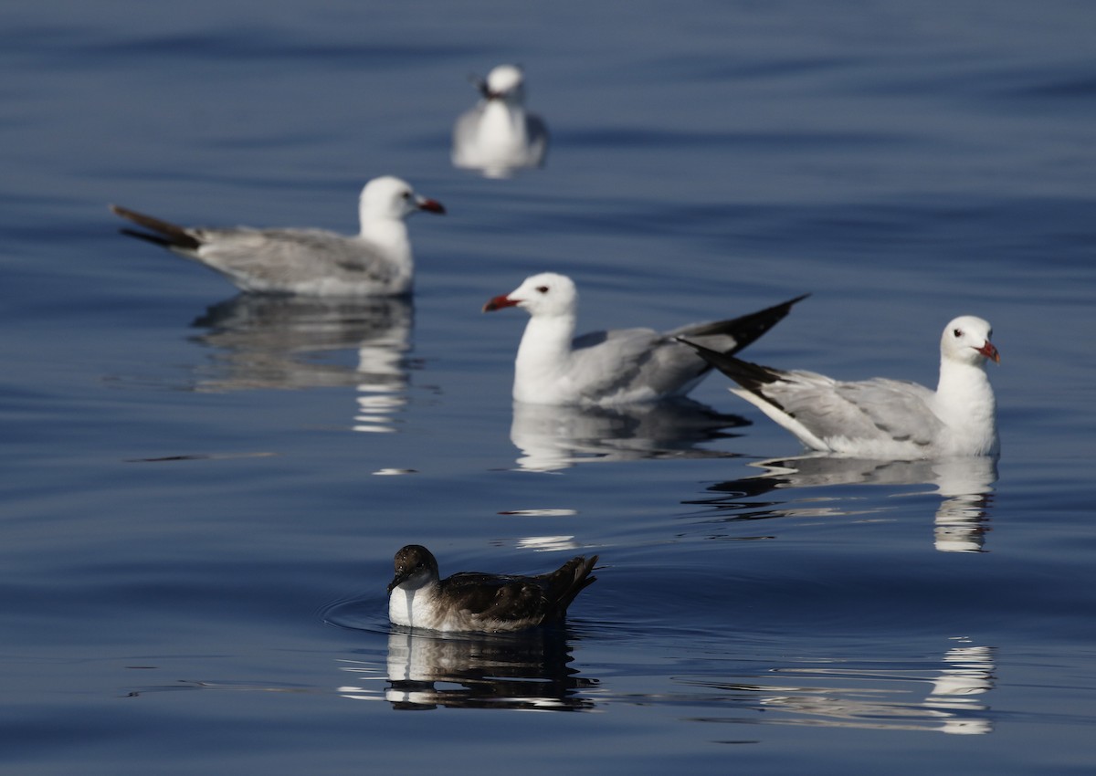 Balearic Shearwater - ML638169881