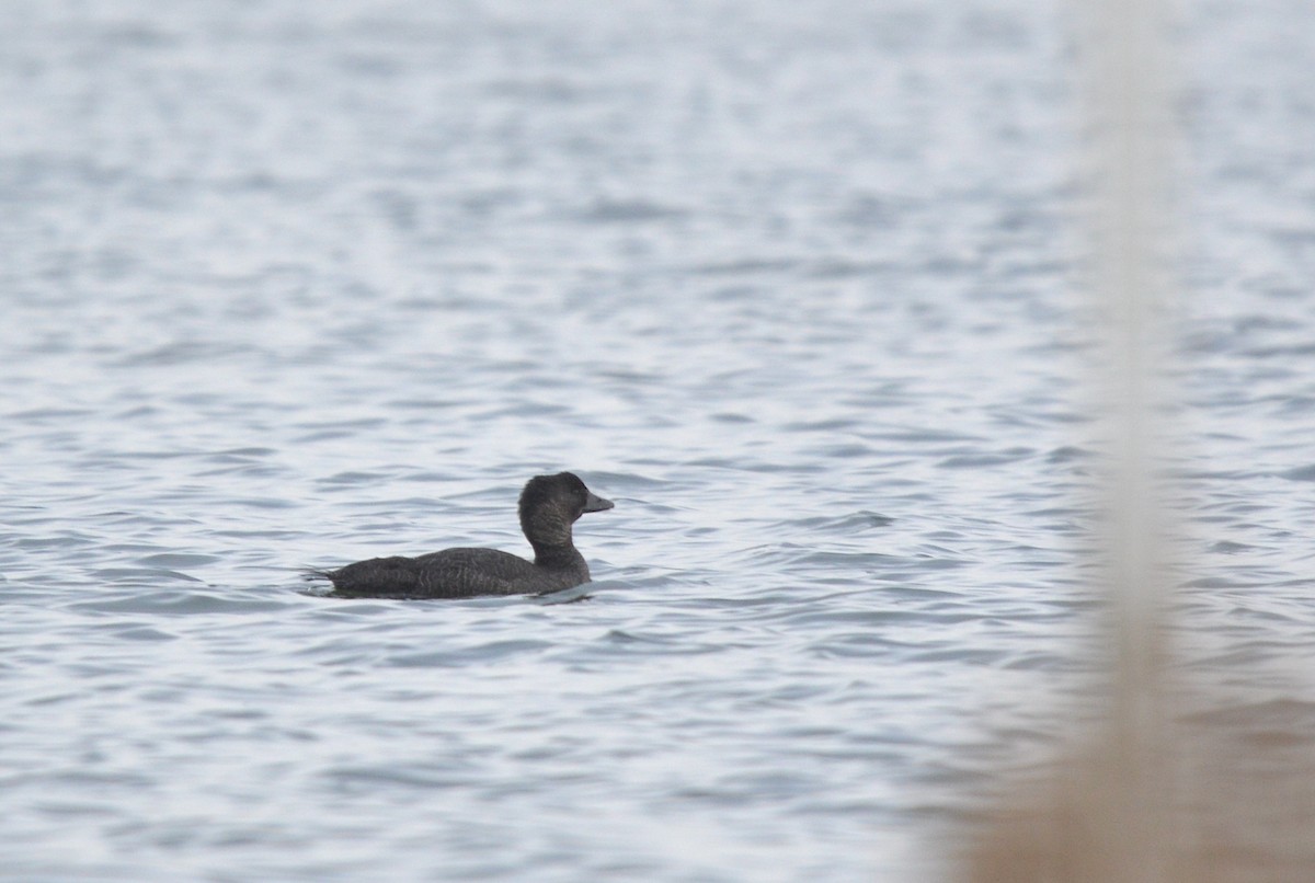 Musk Duck - ML638169883