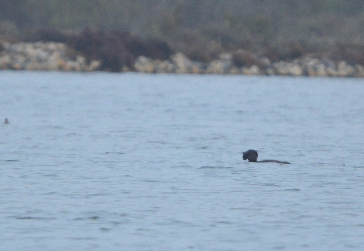 Musk Duck - ML638169885
