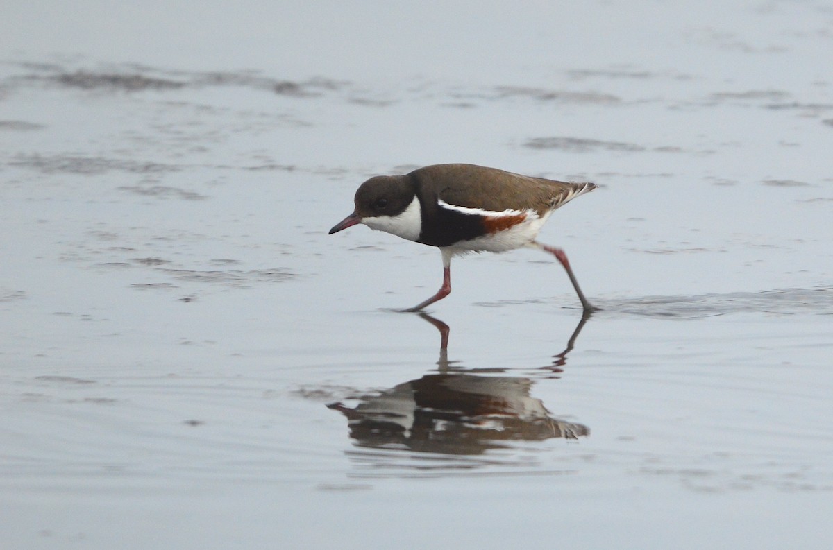 Red-kneed Dotterel - ML638169886