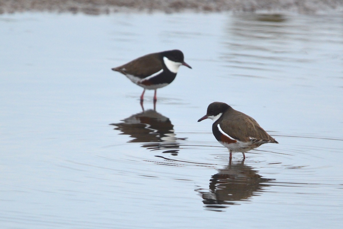 Red-kneed Dotterel - ML638169887