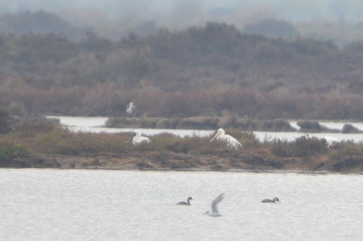 Yellow-billed Spoonbill - ML638169913