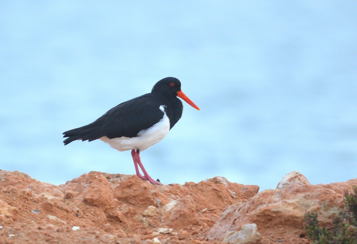 Pied Oystercatcher - ML638169927