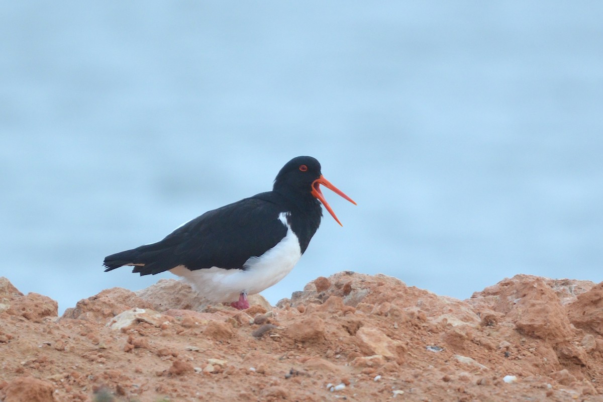 Pied Oystercatcher - ML638169928