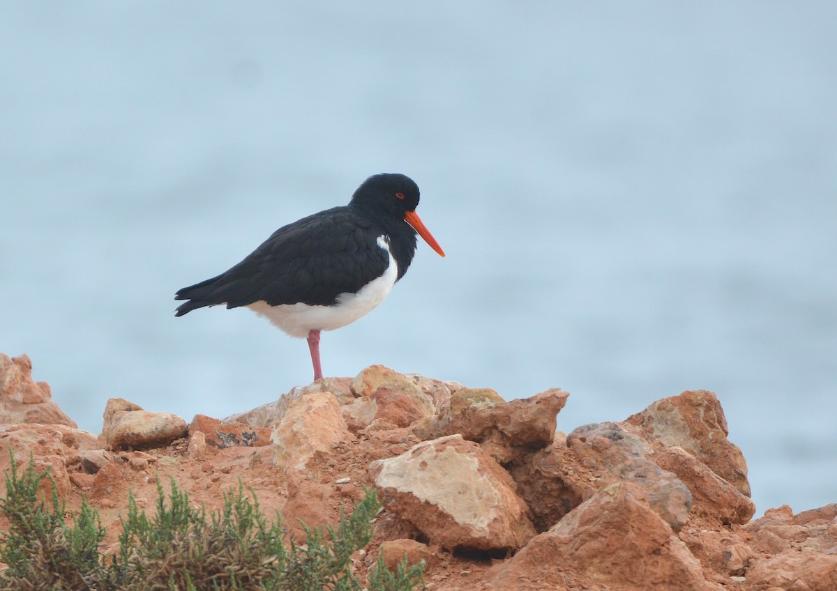 Pied Oystercatcher - ML638169929