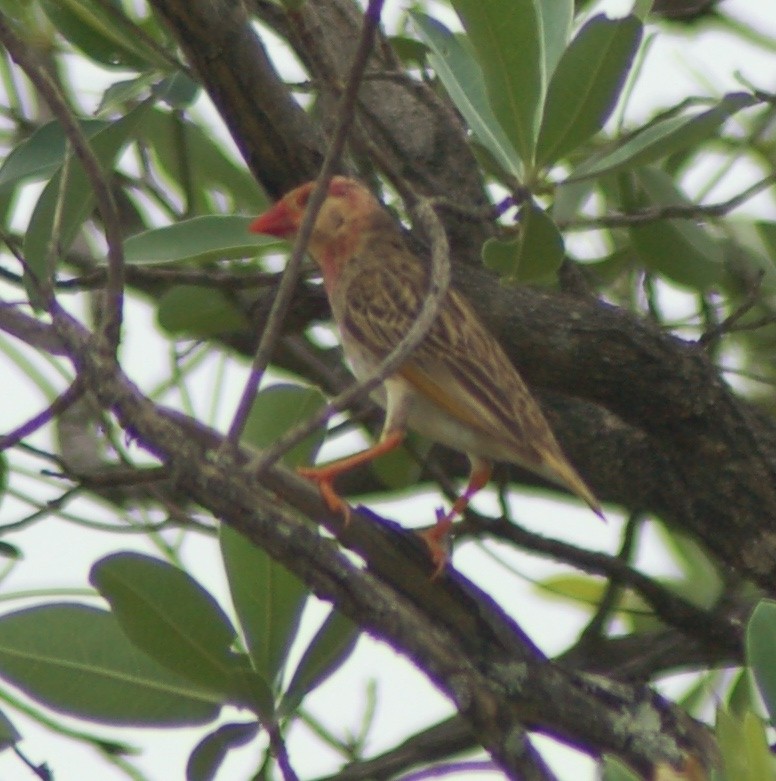 Red-billed Quelea - ML638169930