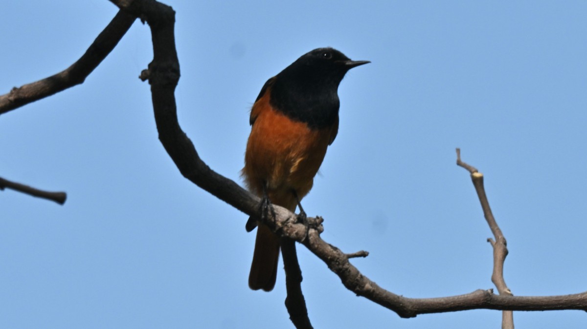 Black Redstart - ML638169961