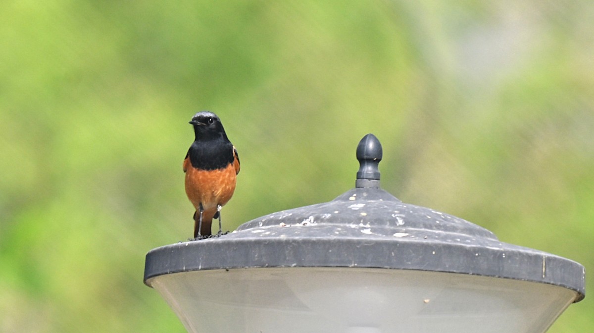 Black Redstart - ML638169962