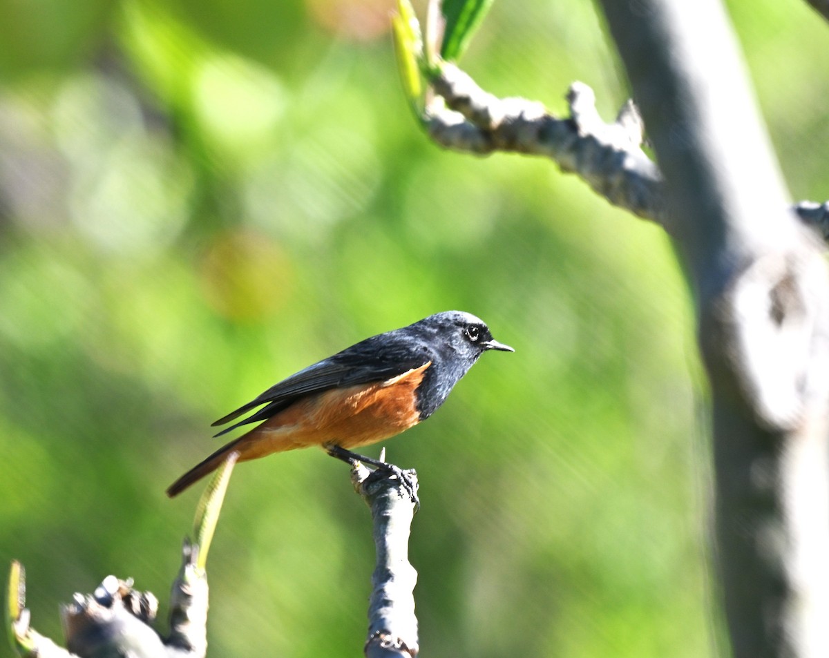 Black Redstart - ML638169963