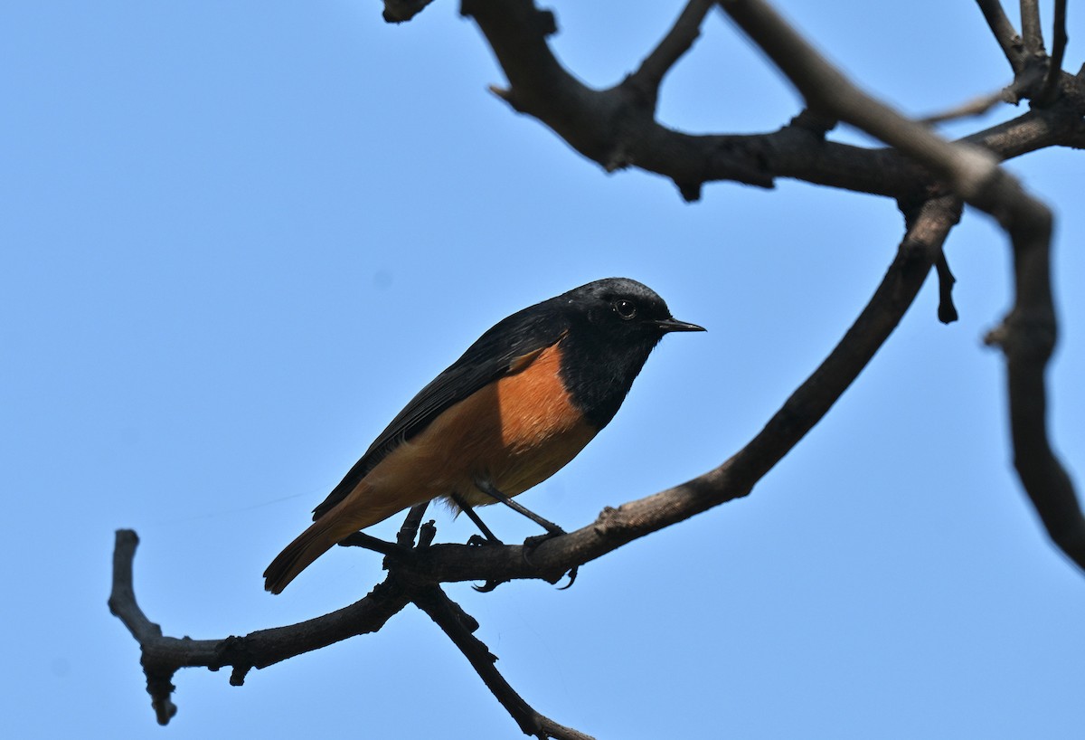 Black Redstart - ML638169964