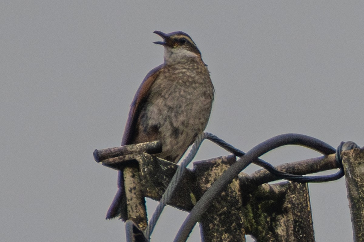 Stout-billed Cinclodes - ML638169979