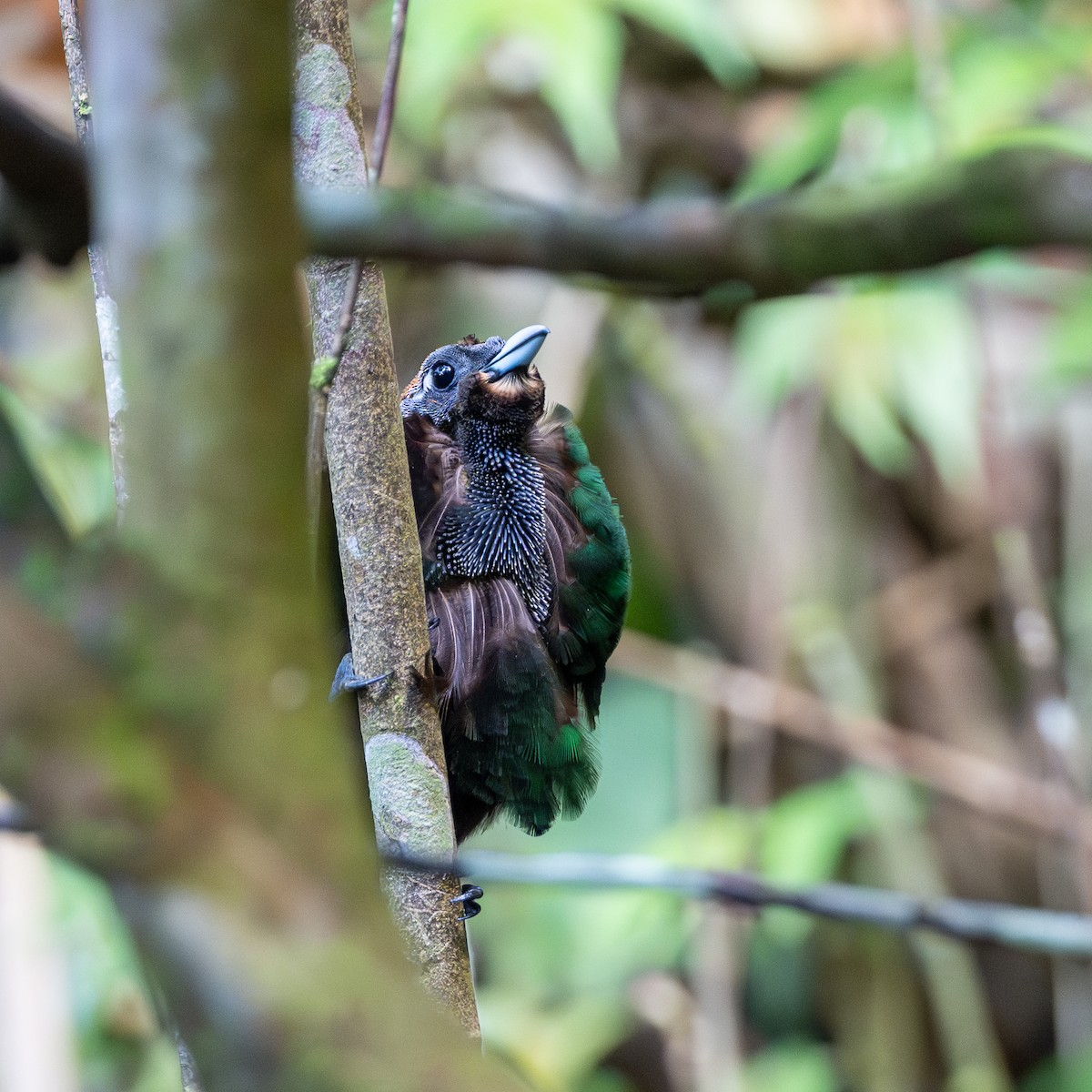Magnificent Bird-of-Paradise - ML638169987