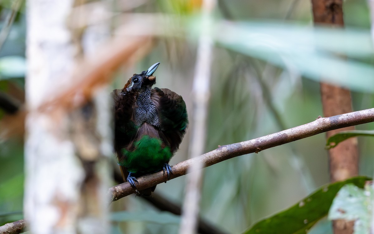 Magnificent Bird-of-Paradise - ML638169988