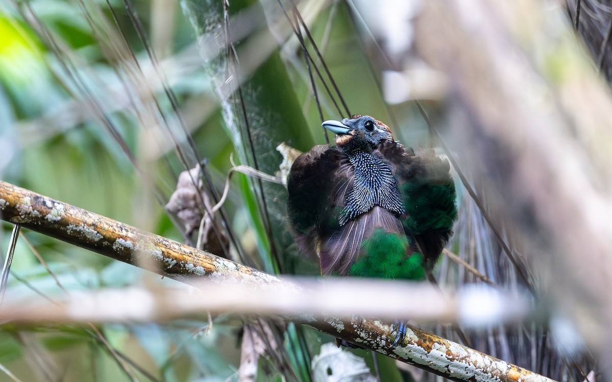 Magnificent Bird-of-Paradise - ML638169989