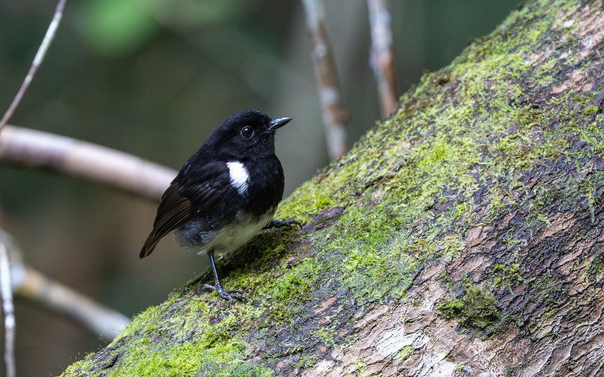 White-shouldered Fairywren - ML638169990