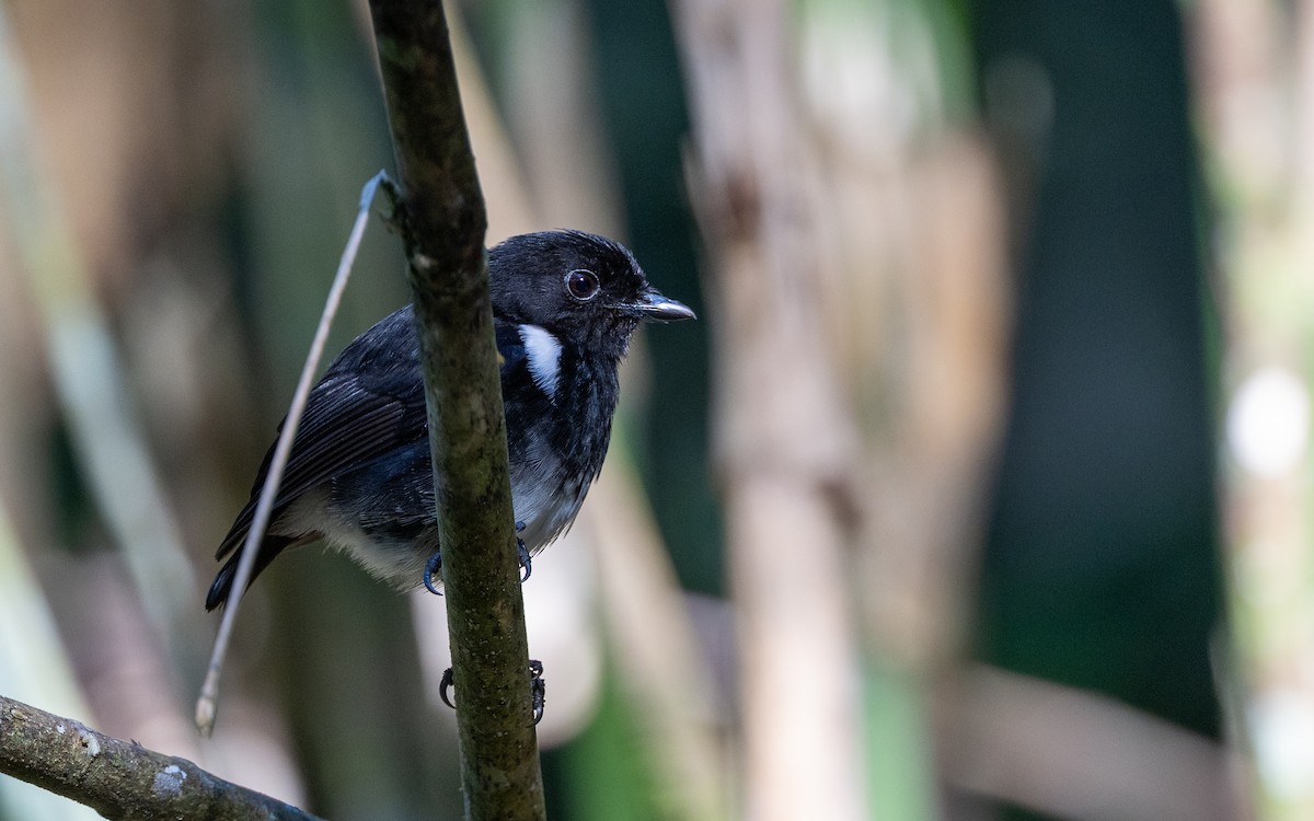 White-shouldered Fairywren - ML638169991