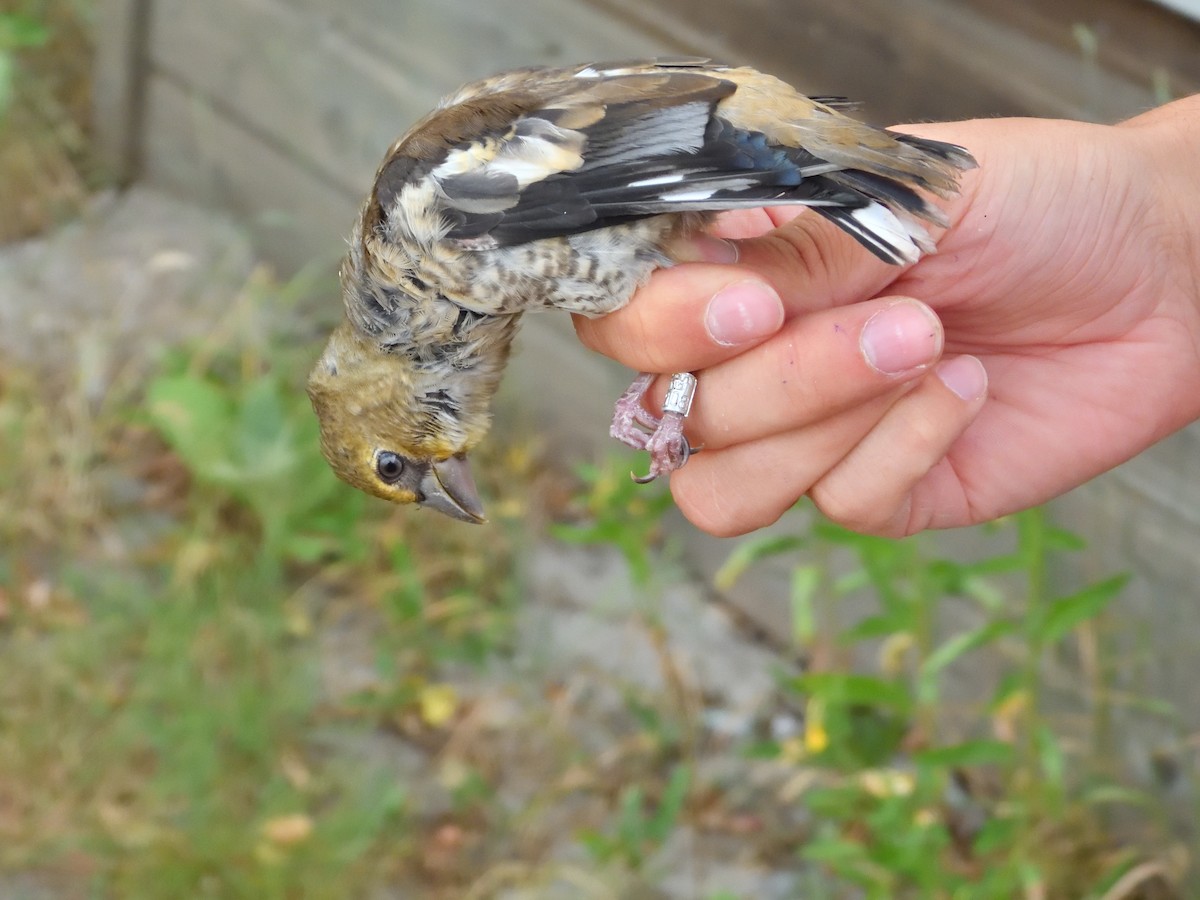 Hawfinch - ML638169993