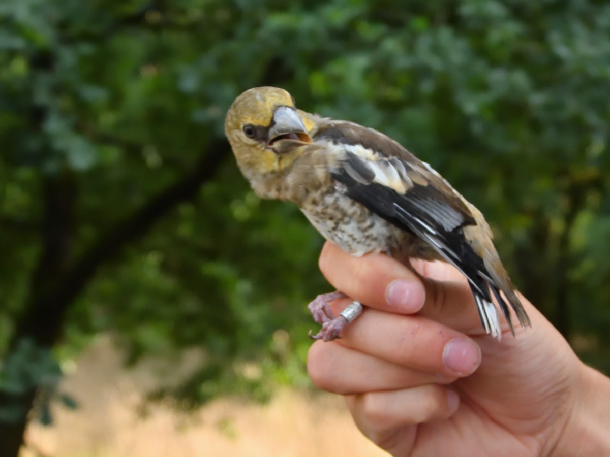 Hawfinch - ML638169994