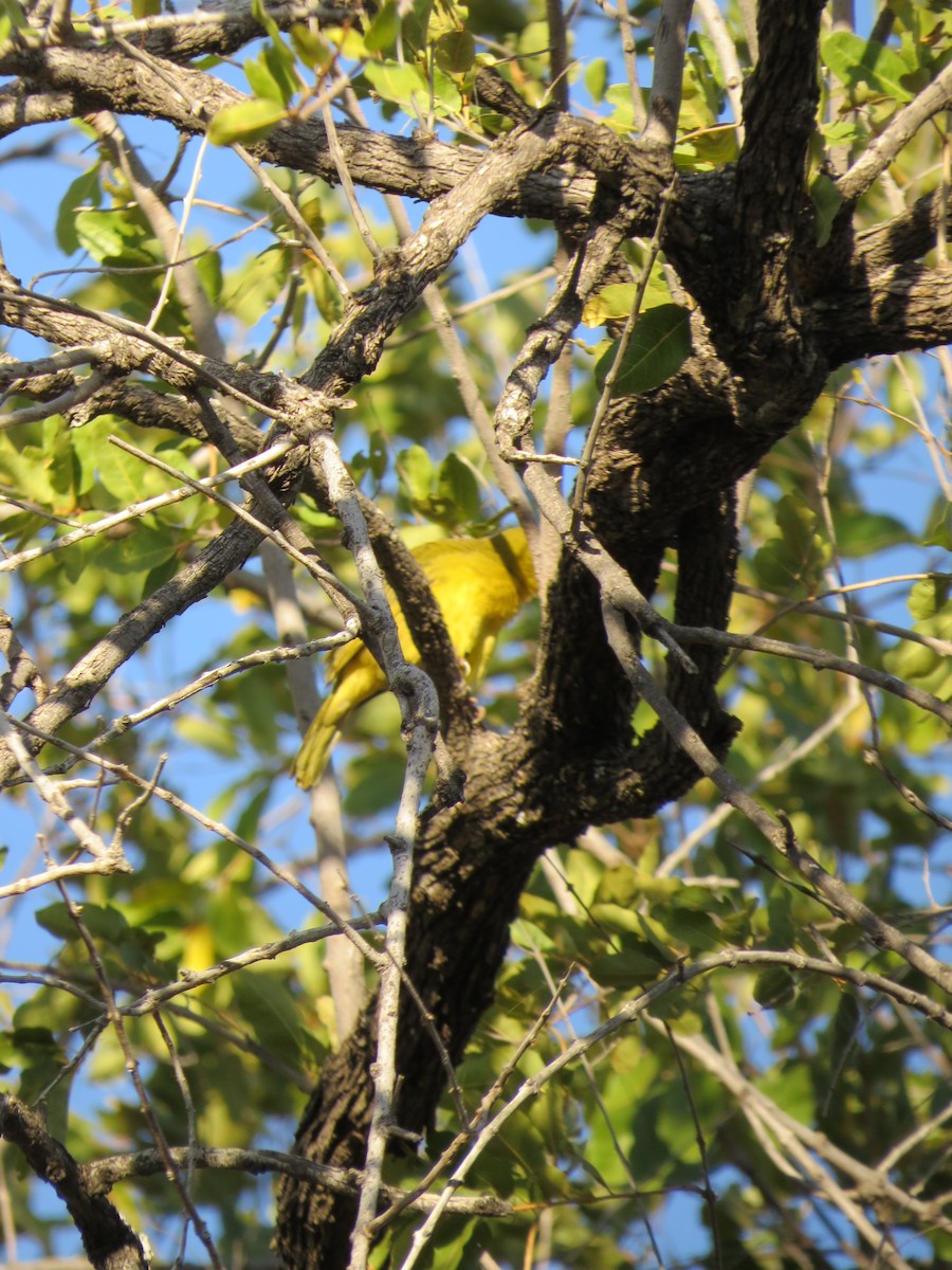 Holub's Golden-Weaver - ML638169995