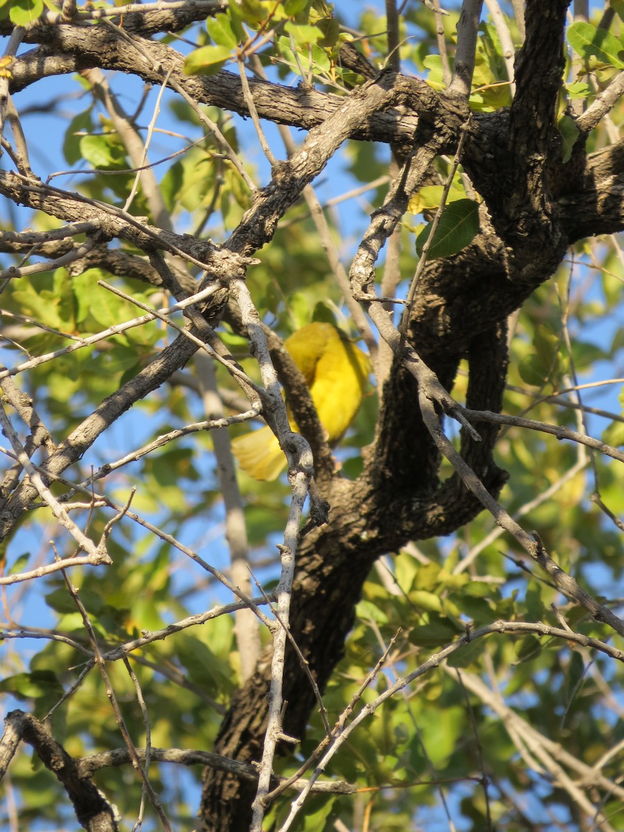 Holub's Golden-Weaver - ML638169996
