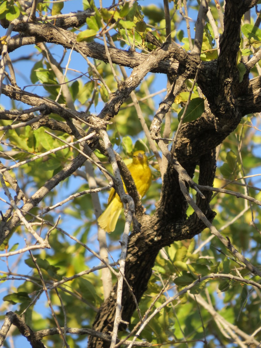 Holub's Golden-Weaver - ML638169997