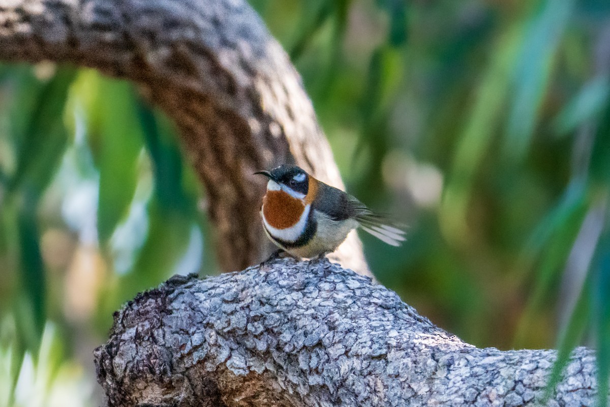 Western Spinebill - ML638170001