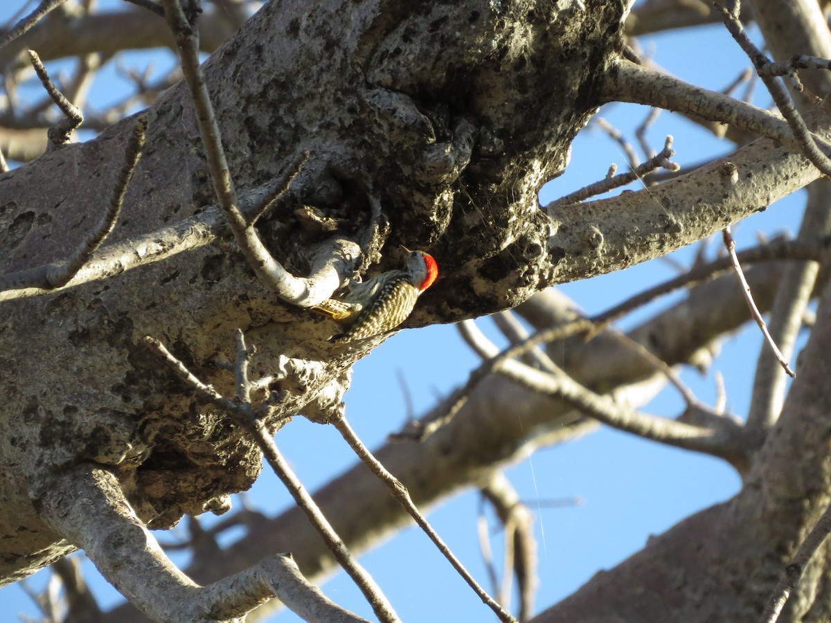 Cardinal Woodpecker - ML638170002