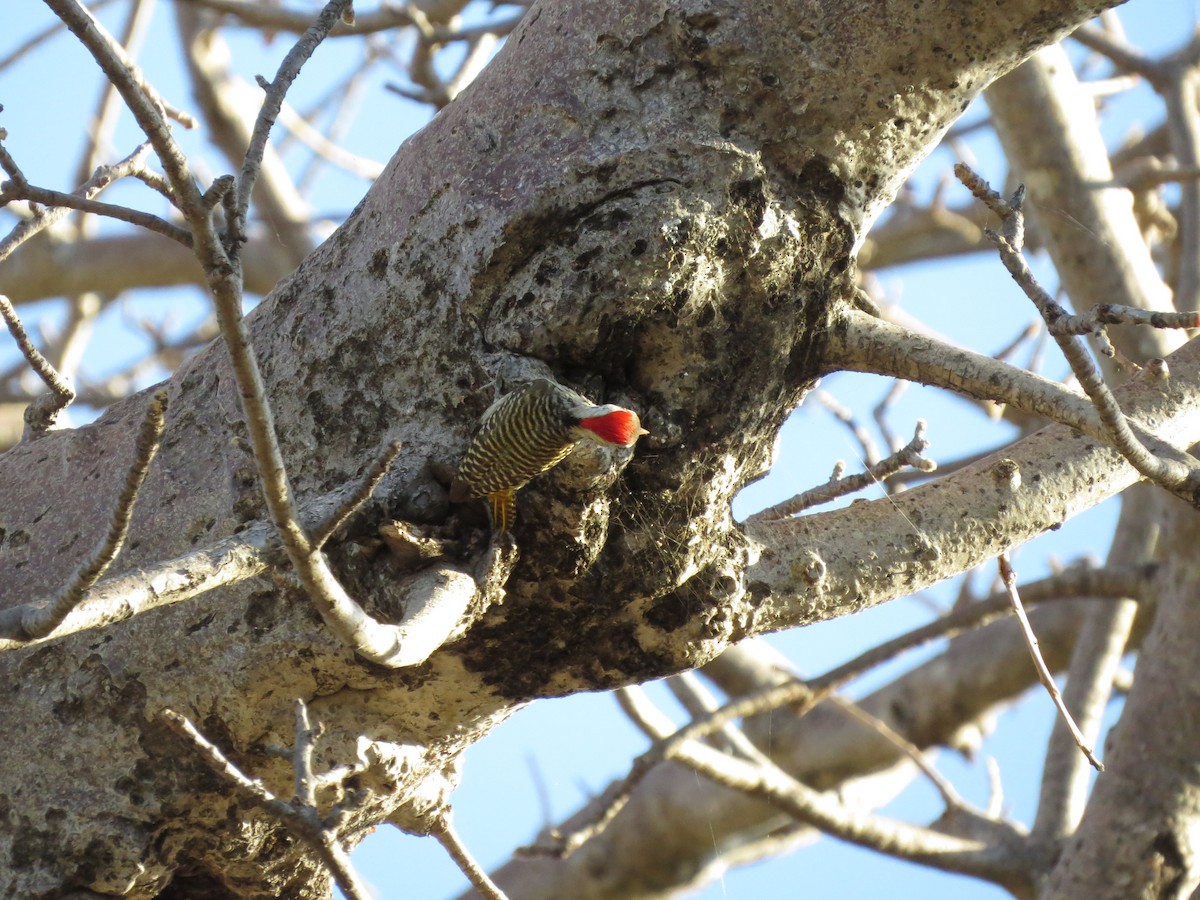 Cardinal Woodpecker - ML638170003