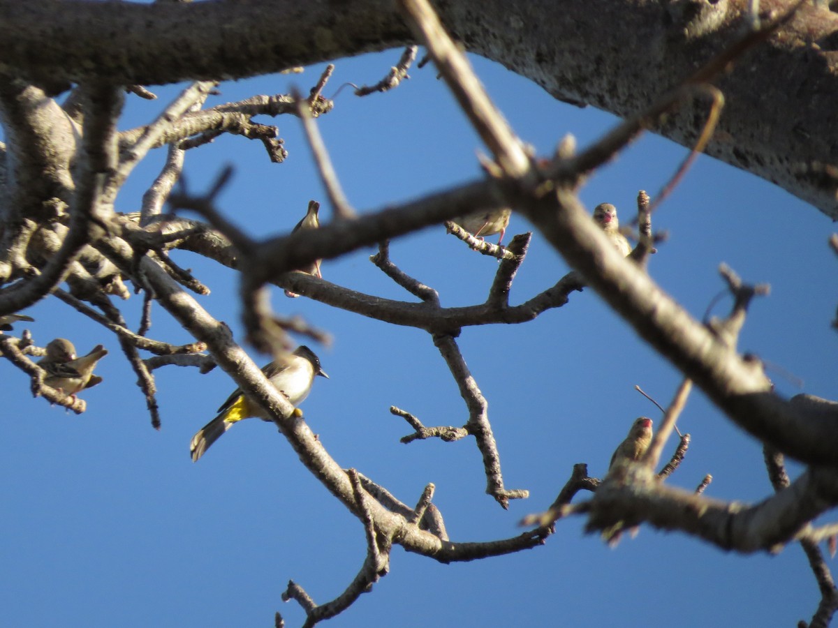 Common Bulbul - ML638170004