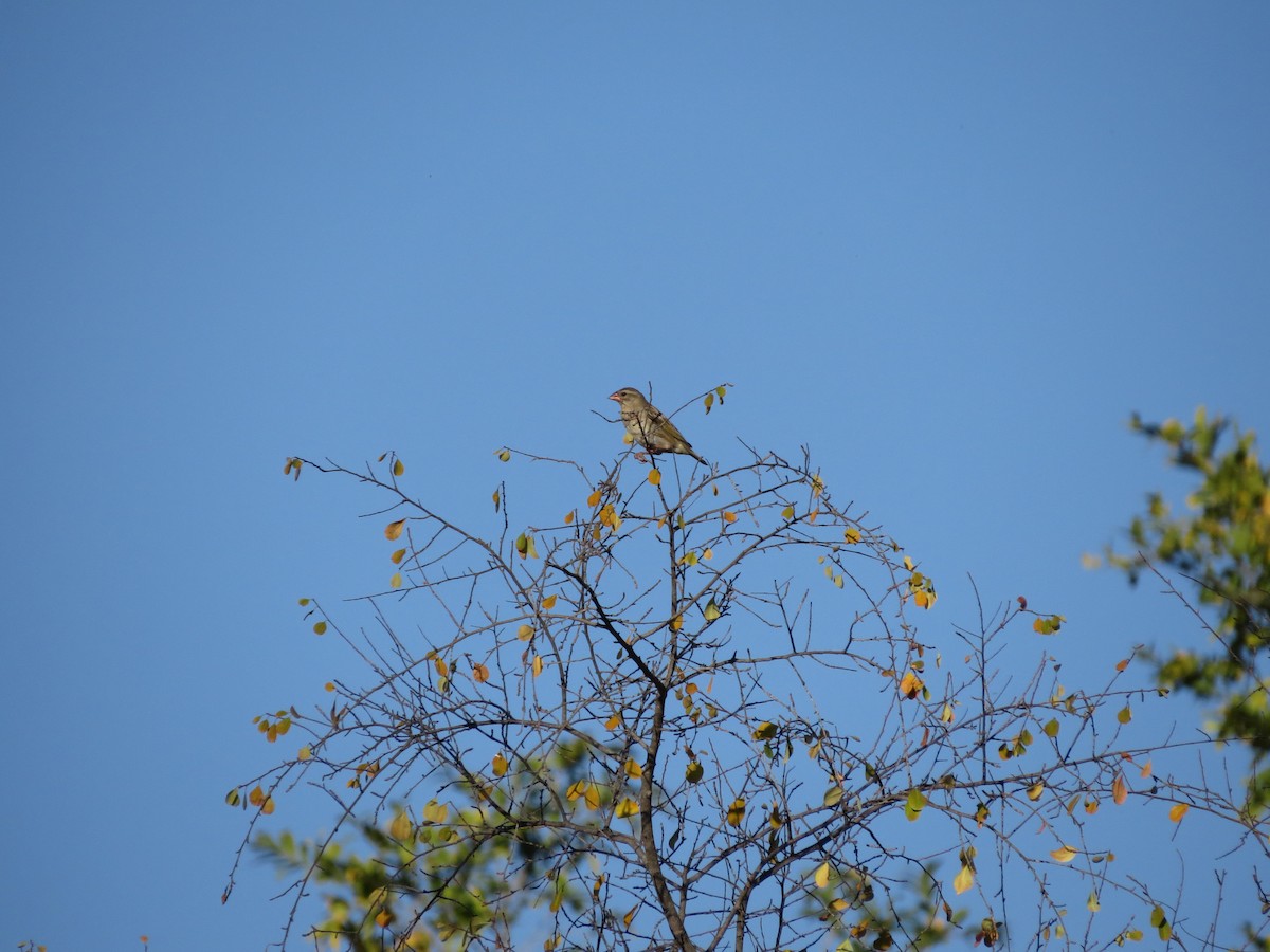 Red-billed Quelea - ML638170005