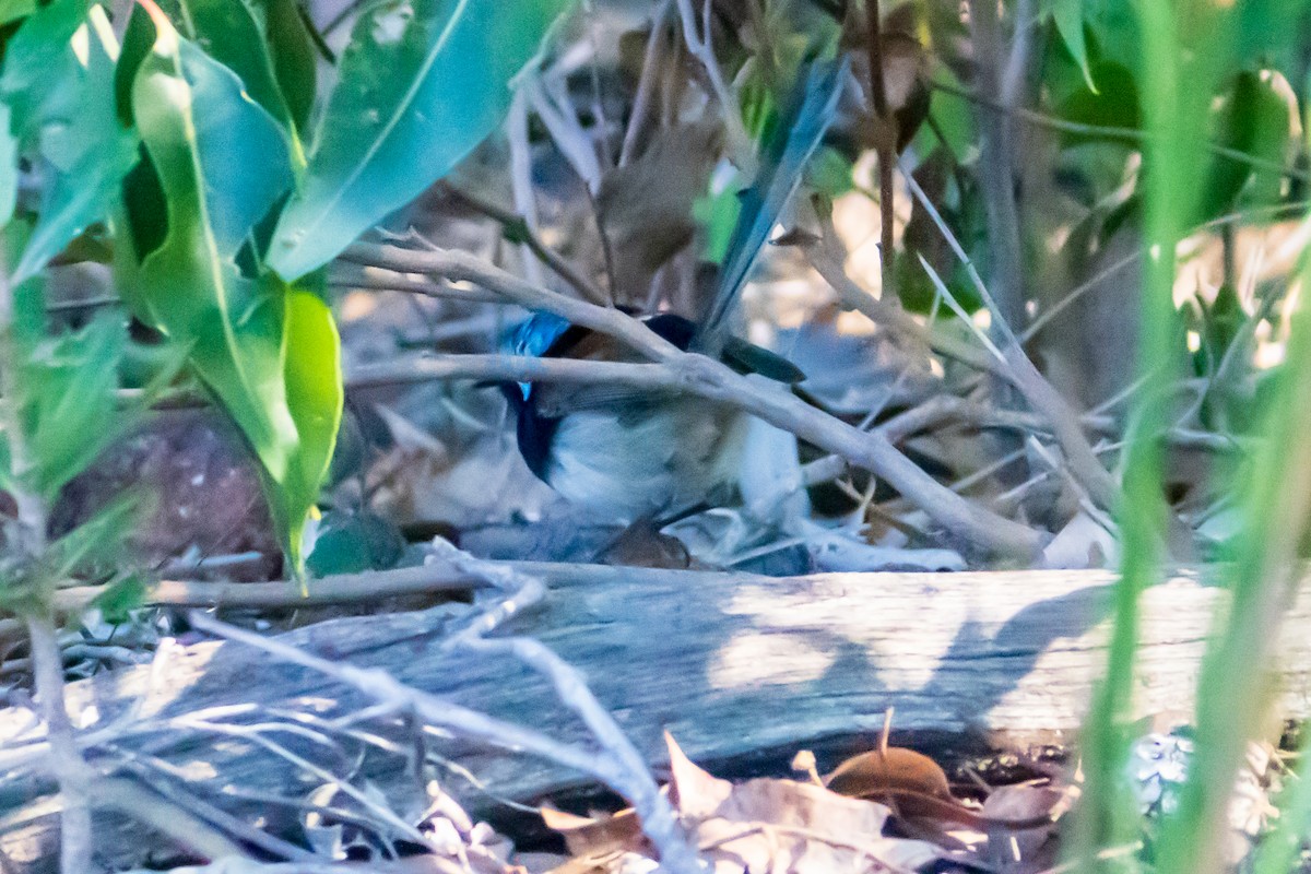 Red-winged Fairywren - ML638170017