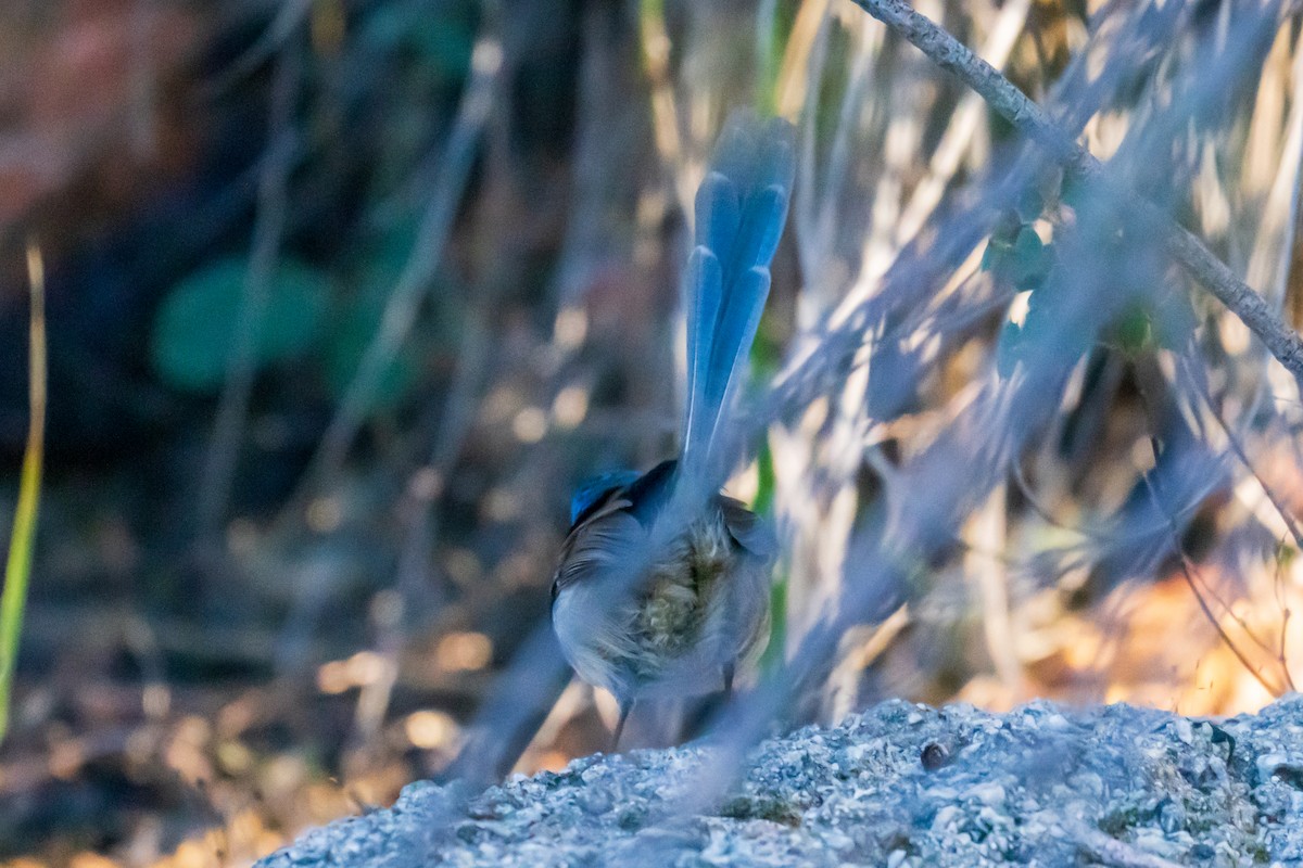 Red-winged Fairywren - ML638170018