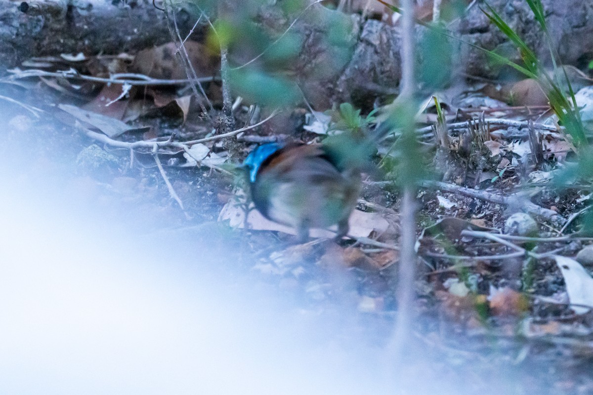 Red-winged Fairywren - ML638170019