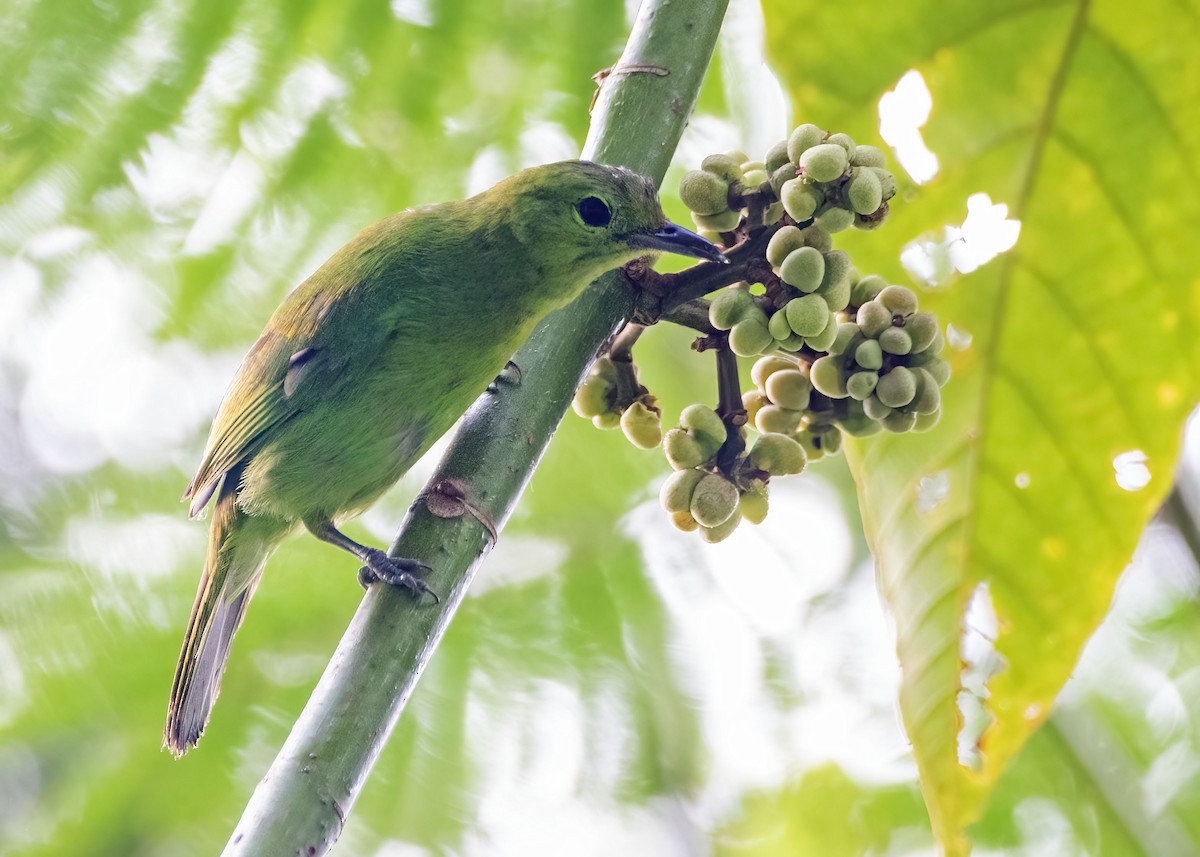 Lesser Green Leafbird - ML638170030