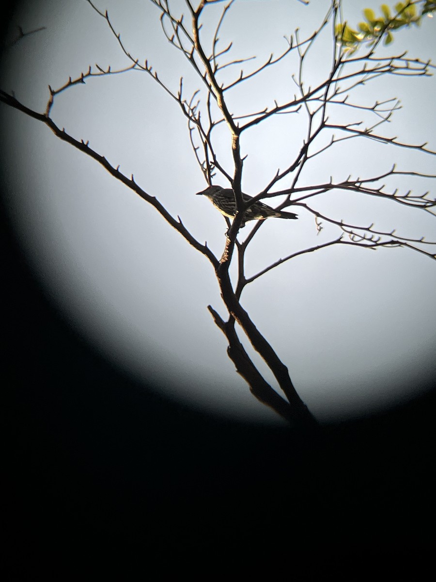 Asian Glossy Starling - ML638170036