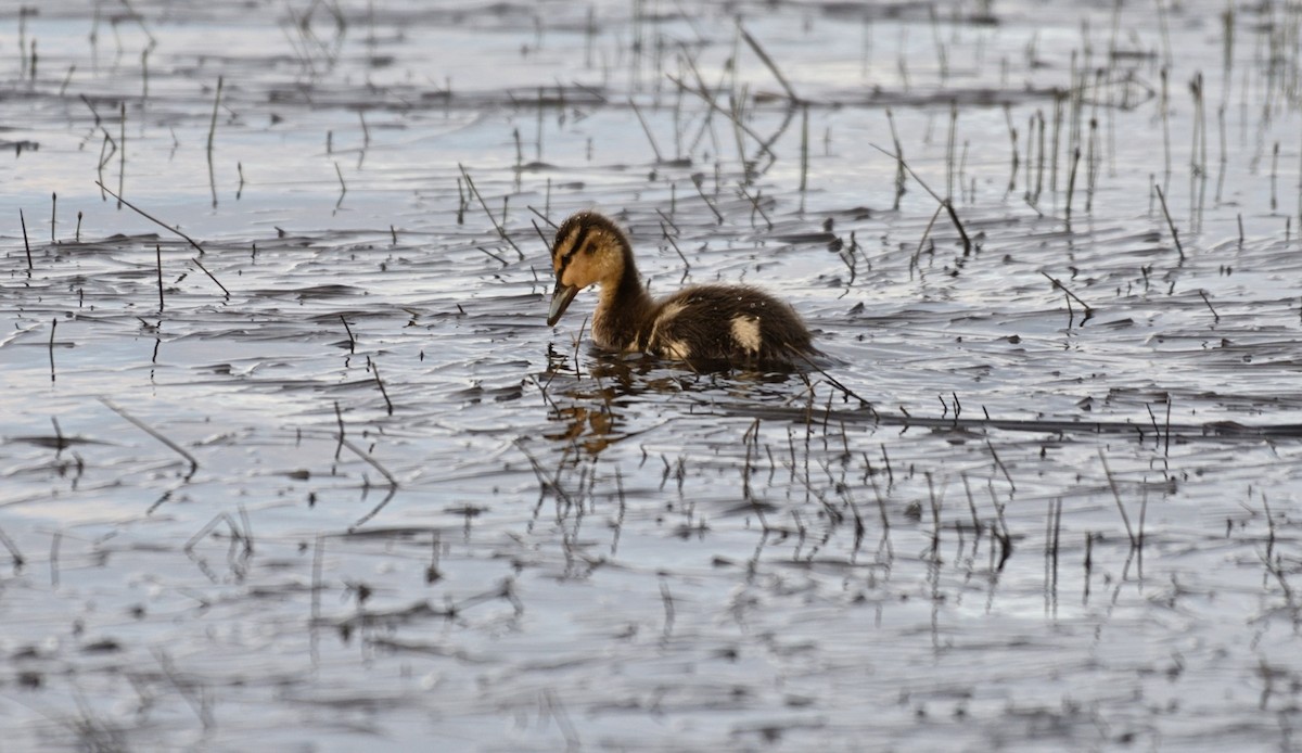 Canard colvert - ML638170081