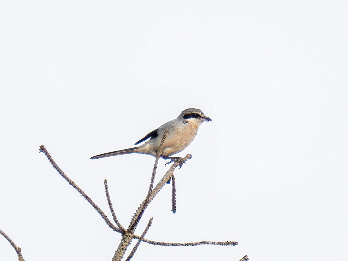 Iberian Gray Shrike - ML638170082