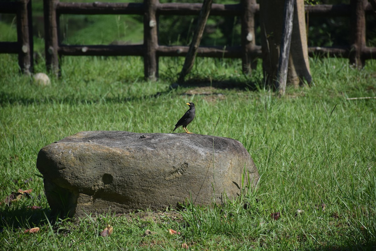 Javan Myna - ML638170083