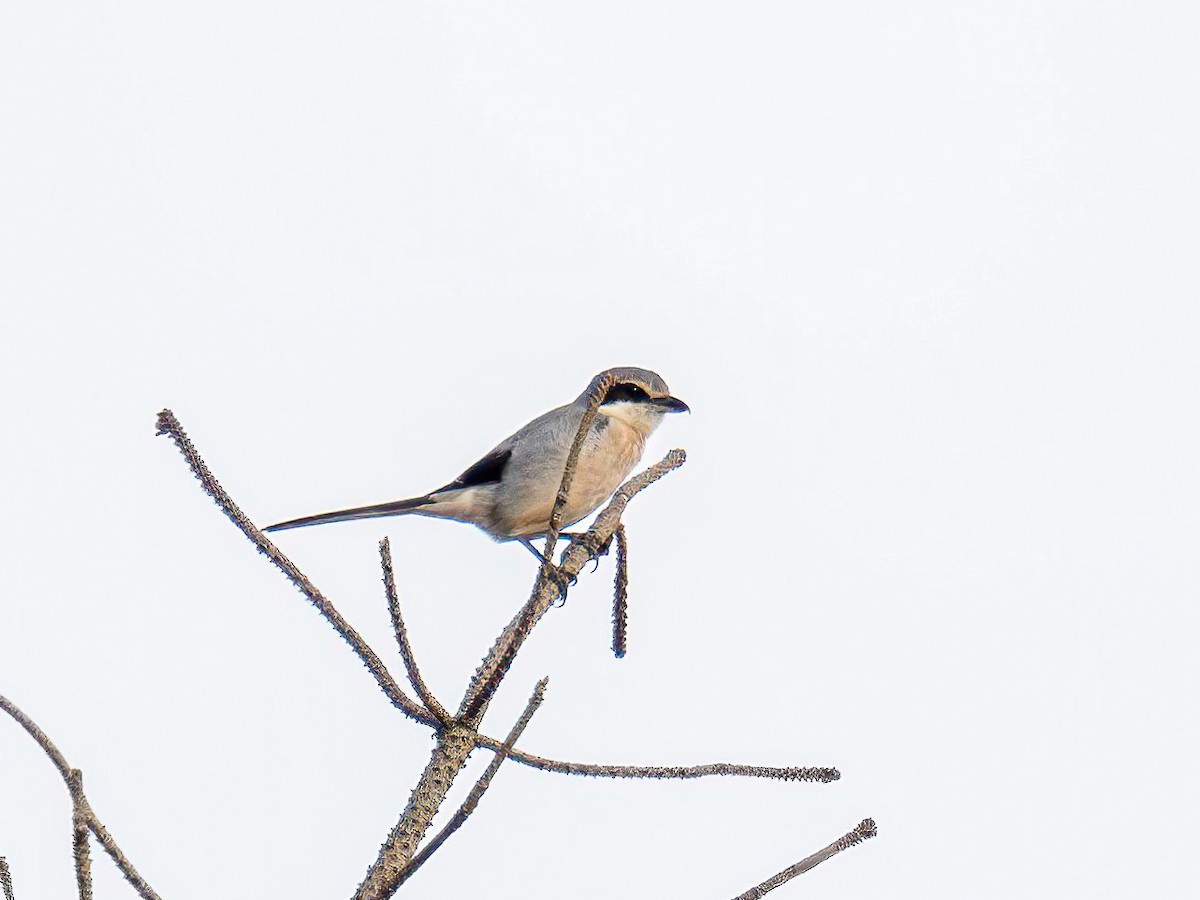 Iberian Gray Shrike - ML638170084