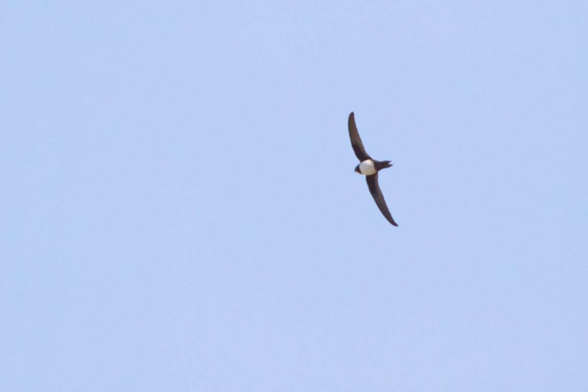 Alpine Swift - ML638170107
