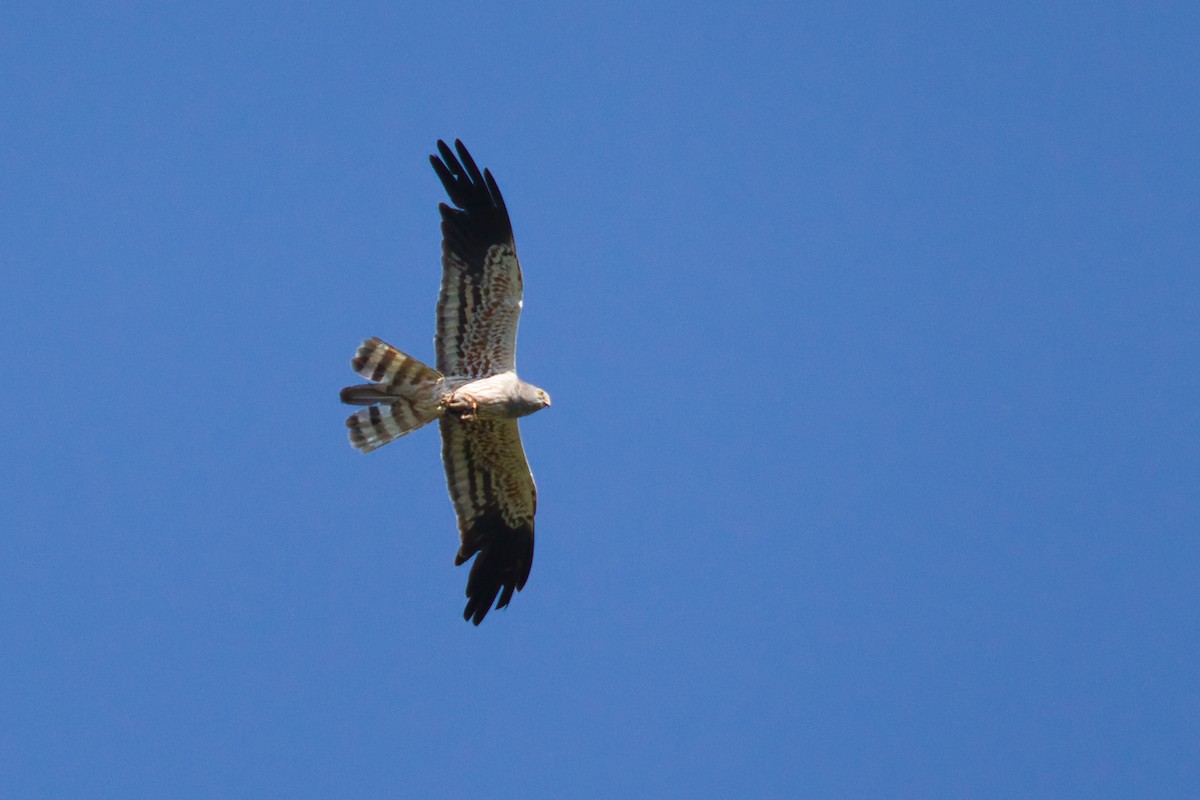 Montagu's Harrier - ML638170125